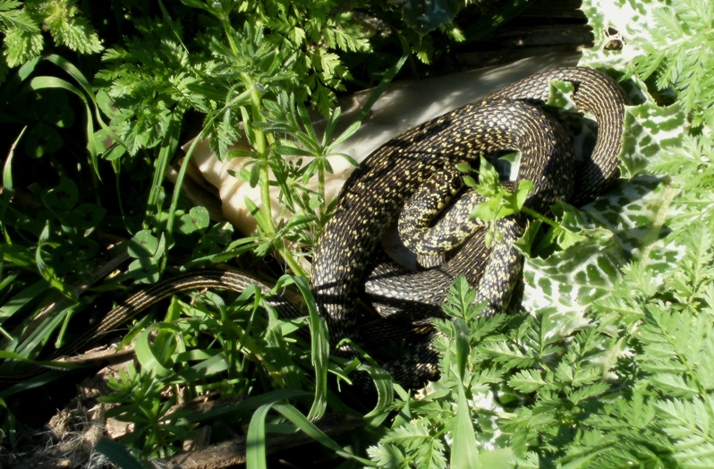 Serpente romano